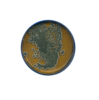 Malt Extract Agar-105398.0500